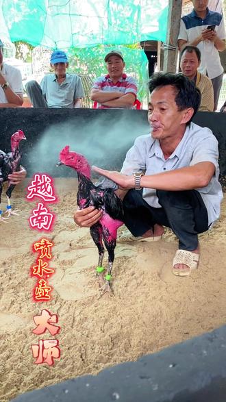 最新越南斗鸡饲养与训练指南，专业指南助你成为斗鸡高手